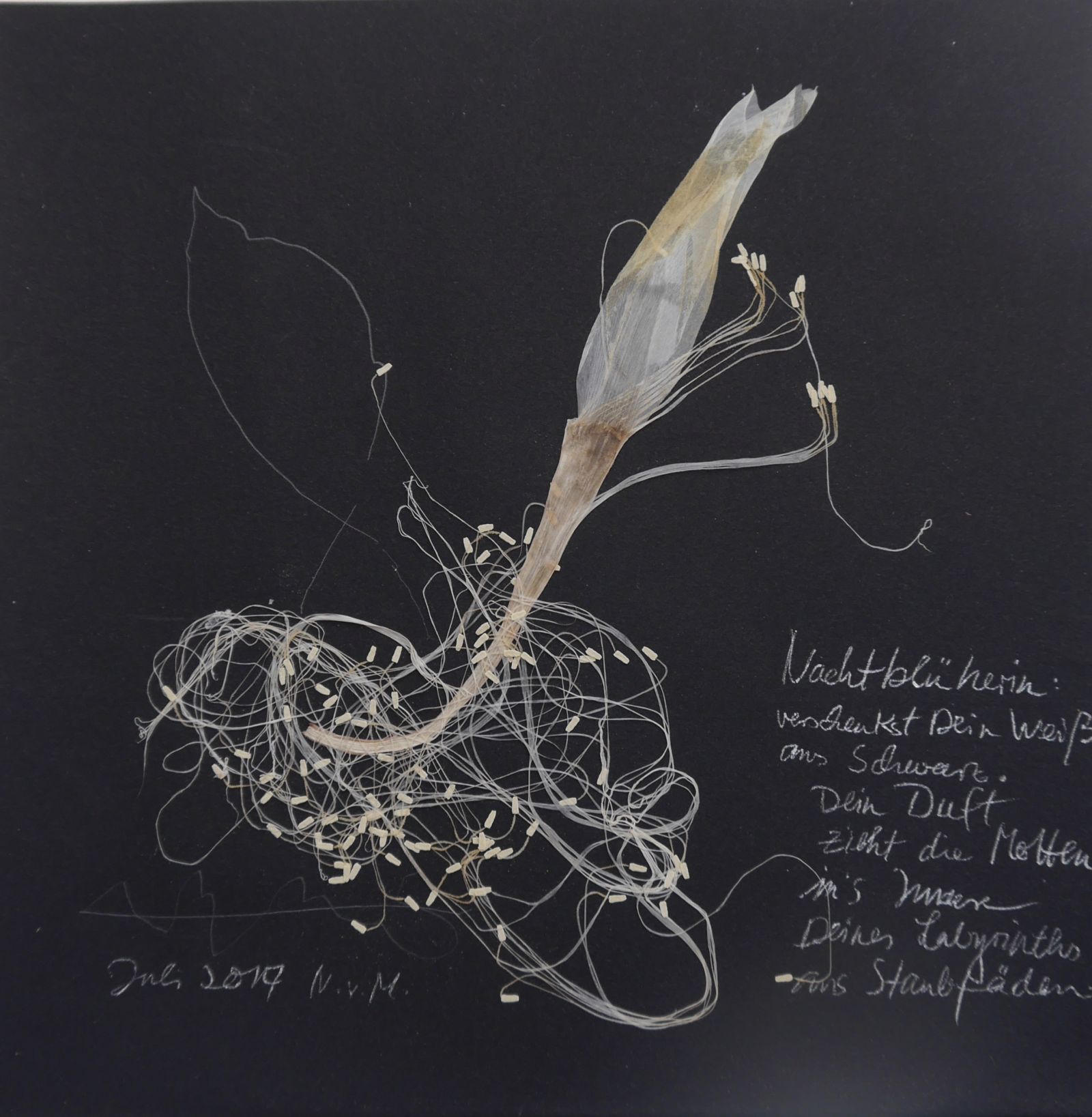 Nachtblüherin Collage20x20-2017